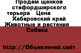 Продам щенков стафордширского терьера › Цена ­ 5 000 - Хабаровский край Животные и растения » Собаки   